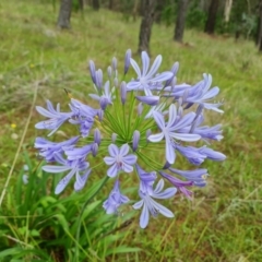 Agapanthus praecox subsp. orientalis at Isaacs Ridge and Nearby - 15 Jan 2024 05:07 PM