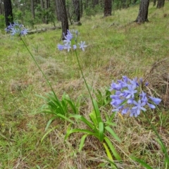 Agapanthus praecox subsp. orientalis at Isaacs Ridge and Nearby - 15 Jan 2024