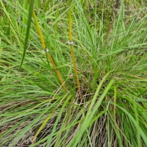 Sorghum leiocladum at Isaacs Ridge and Nearby - 15 Jan 2024 04:41 PM