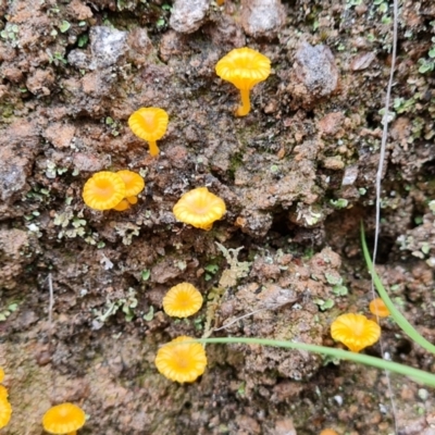 Lichenomphalia chromacea (Yellow Navel) at Isaacs, ACT - 15 Jan 2024 by Mike