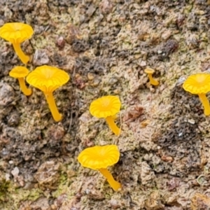 Lichenomphalia chromacea at Isaacs, ACT - 15 Jan 2024