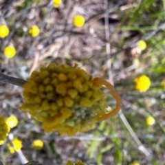 Geometridae (family) IMMATURE (Unidentified IMMATURE Geometer moths) at Harrison, ACT - 13 Jan 2024 by JenniM