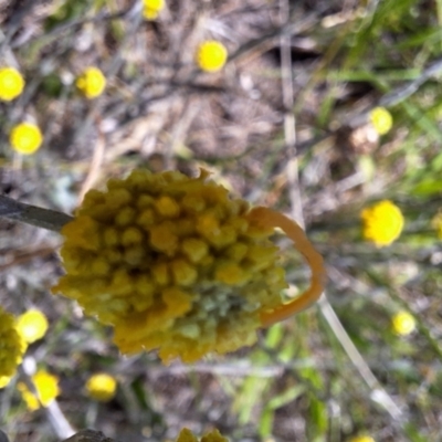 Geometridae (family) IMMATURE (Unidentified IMMATURE Geometer moths) at Harrison, ACT - 13 Jan 2024 by JenniM