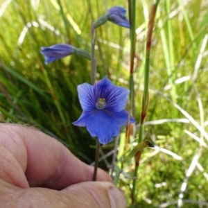 Thelymitra cyanea at The Tops at Nurenmerenmong - suppressed