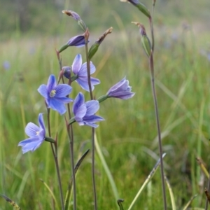 Thelymitra cyanea at The Tops at Nurenmerenmong - 8 Jan 2022