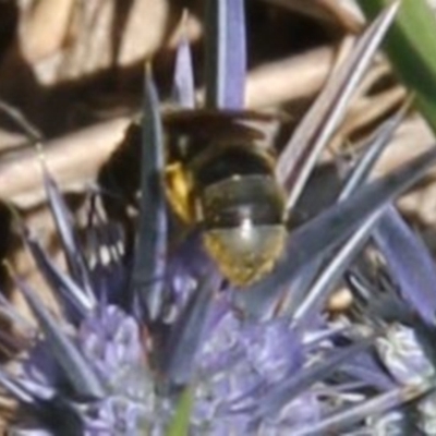 Lasioglossum (Chilalictus) sp. (genus & subgenus) (Halictid bee) at Budjan Galindji (Franklin Grassland) Reserve - 13 Jan 2024 by JenniM