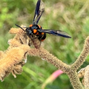 Lophyrotoma interrupta at Higgins, ACT - 15 Jan 2024