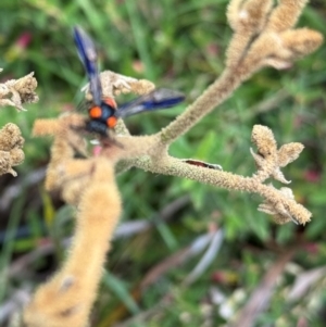 Lophyrotoma interrupta at Higgins, ACT - 15 Jan 2024