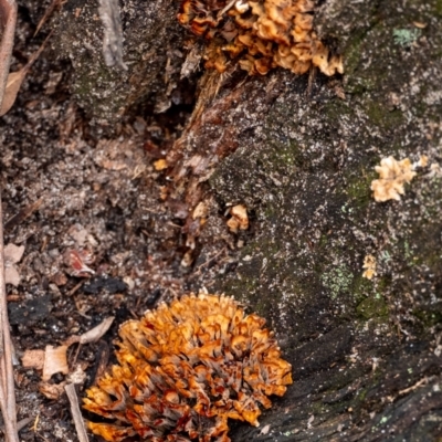 Podoscypha sp. at Wingecarribee Local Government Area - 12 Jan 2024 by Aussiegall