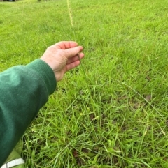 Setaria parviflora (Slender Pigeon Grass) at Kangaroo Valley, NSW - 15 Jan 2024 by lbradley