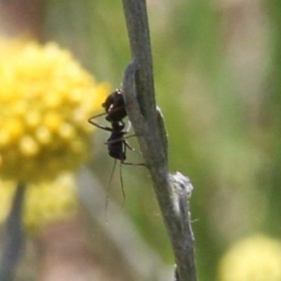 Formicidae (family) (Unidentified ant) at Budjan Galindji (Franklin Grassland) Reserve - 13 Jan 2024 by JenniM