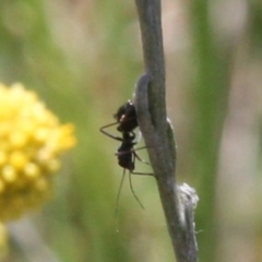 Formicidae (family) at Franklin Grassland (FRA_5) - 13 Jan 2024