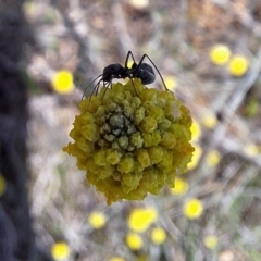 Formicidae (family) at Franklin Grassland (FRA_5) - 13 Jan 2024