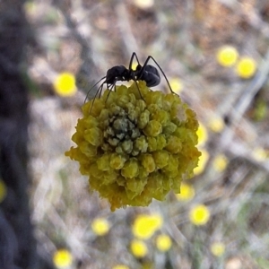 Formicidae (family) at Franklin Grassland (FRA_5) - 13 Jan 2024