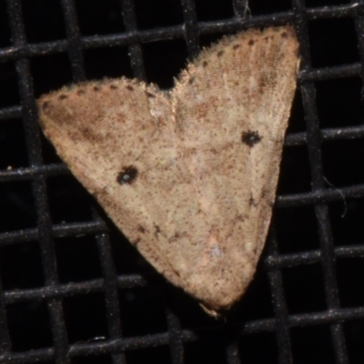 Tolpiodes oligolasia (An Erebid moth (Catacalini)) at Sheldon, QLD - 12 Jan 2024 by PJH123