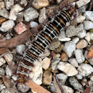 Chelepteryx collesi at Rivett, ACT - suppressed