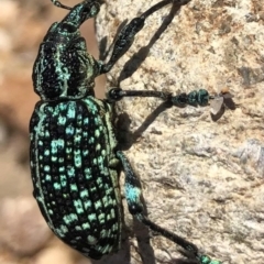 Chrysolopus spectabilis (Botany Bay Weevil) at QPRC LGA - 27 Feb 2021 by Nancy