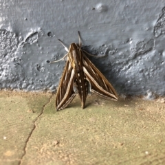 Hippotion celerio (Vine Hawk Moth) at Dalton, NSW - 2 May 2021 by Nancy