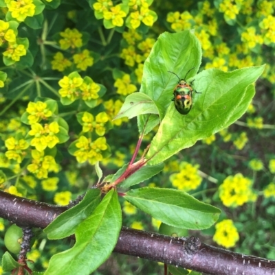 Scutiphora pedicellata (Metallic Jewel Bug) at Gunning, NSW - 21 Oct 2023 by Nancy