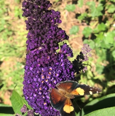 Vanessa itea (Yellow Admiral) at Gunning, NSW - 21 Dec 2021 by Nancy
