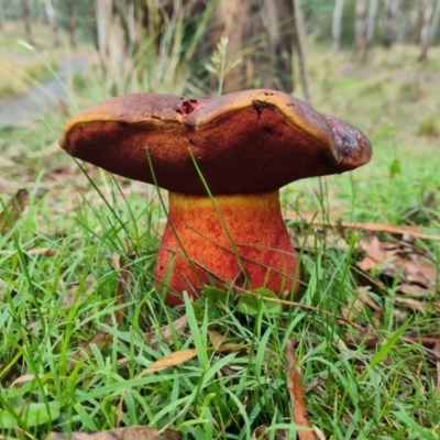 Unidentified Bolete - Fleshy texture, stem central (more-or-less) at Tidbinbilla Nature Reserve - 15 Jan 2024 by WalkYonder