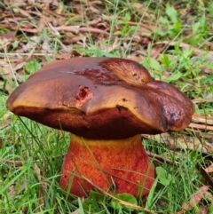 zz bolete at Tidbinbilla Nature Reserve - 15 Jan 2024