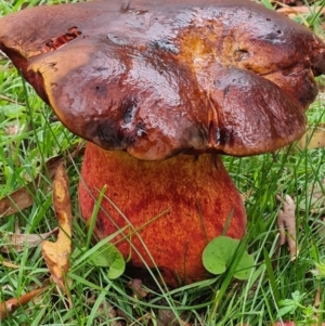 zz bolete at Tidbinbilla Nature Reserve - 15 Jan 2024 05:23 PM