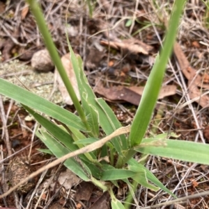 Panicum effusum at The Fair, Watson - 15 Jan 2024