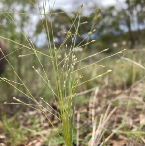 Panicum effusum at The Fair, Watson - 15 Jan 2024