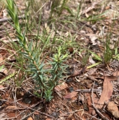 Melichrus urceolatus (Urn Heath) at Mount Majura - 15 Jan 2024 by waltraud