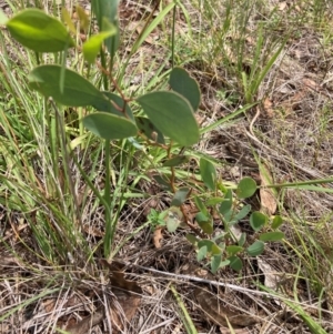 Eucalyptus melliodora at Mount Majura - 15 Jan 2024