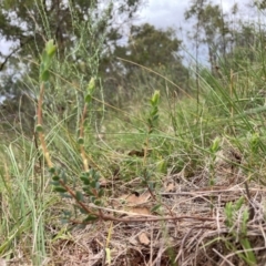 Brachyloma daphnoides (Daphne Heath) at Mount Majura - 15 Jan 2024 by waltraud