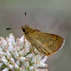 Ocybadistes walkeri at Red Hill to Yarralumla Creek - 15 Jan 2024 06:46 PM