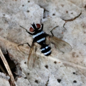 Trigonospila sp. (genus) at Red Hill to Yarralumla Creek - 15 Jan 2024