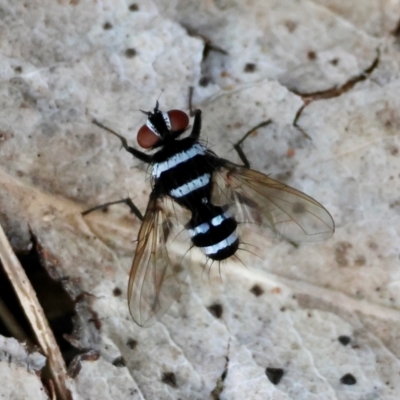 Trigonospila sp. (genus) (A Bristle Fly) at Deakin, ACT - 15 Jan 2024 by LisaH