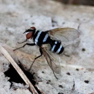 Trigonospila sp. (genus) at Red Hill to Yarralumla Creek - 15 Jan 2024