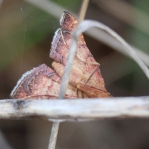 Endotricha pyrosalis at Hughes Grassy Woodland - 15 Jan 2024