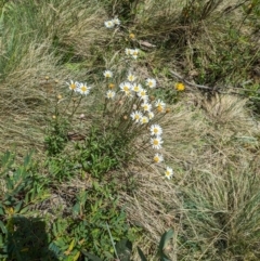 Brachyscome aculeata (Hill Daisy) at Bimberi Nature Reserve - 11 Jan 2024 by WalterEgo