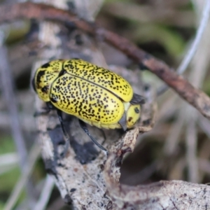 Aporocera (Aporocera) erosa at Red Hill to Yarralumla Creek - 15 Jan 2024 07:02 PM