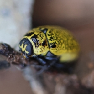 Aporocera (Aporocera) erosa at Red Hill to Yarralumla Creek - 15 Jan 2024