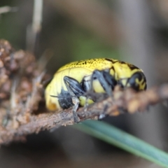 Aporocera (Aporocera) erosa at Red Hill to Yarralumla Creek - 15 Jan 2024