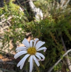 Celmisia tomentella (Common Snow Daisy) at Cotter River, ACT - 10 Jan 2024 by WalterEgo