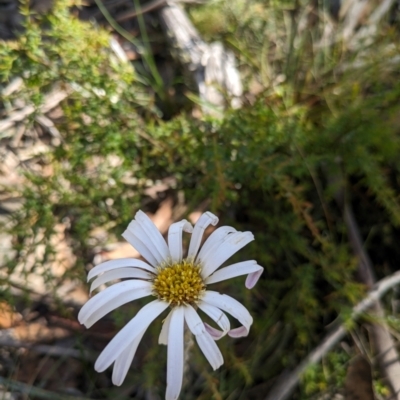 Celmisia tomentella (Common Snow Daisy) at Cotter River, ACT - 10 Jan 2024 by WalterEgo