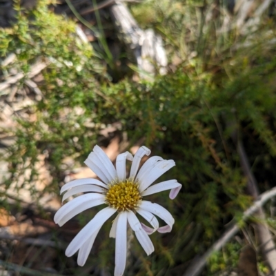 Celmisia tomentella (Common Snow Daisy) at Namadgi National Park - 10 Jan 2024 by WalterEgo