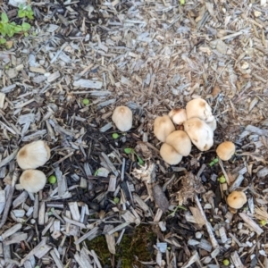 Coprinellus micaceus group at Bonython, ACT - 15 Jan 2024