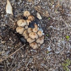 Coprinellus micaceus group at Bonython, ACT - 15 Jan 2024