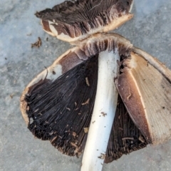 Coprinellus micaceus group at Bonython, ACT - 15 Jan 2024