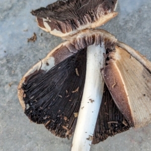 Coprinellus micaceus group at Bonython, ACT - 15 Jan 2024