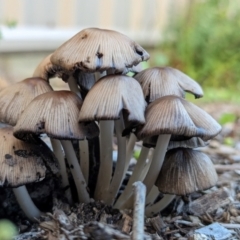 Coprinellus micaceus group at Bonython, ACT - 15 Jan 2024