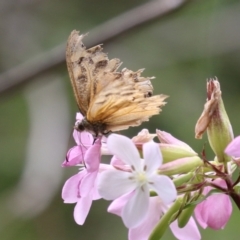 Heteronympha merope (Common Brown Butterfly) at Gordon, ACT - 15 Jan 2024 by RodDeb